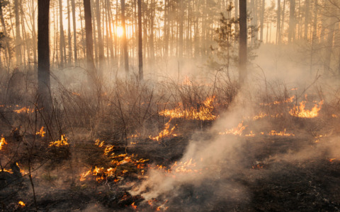 Incendio devasta capannone a Cascine Maggio, indagini in corso
