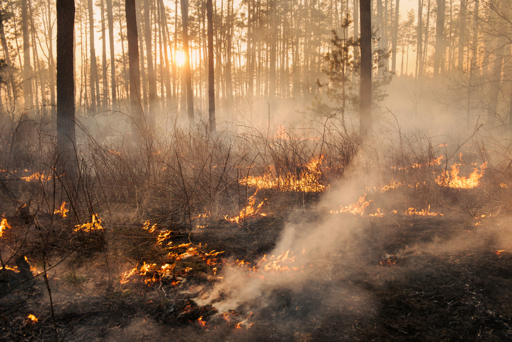 Incendio devasta capannone a Cascine Maggio, indagini in corso